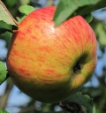 фото яблони сорта МЕДОВОЕ