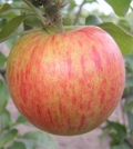 фото яблони сорта ОРЛИНКА