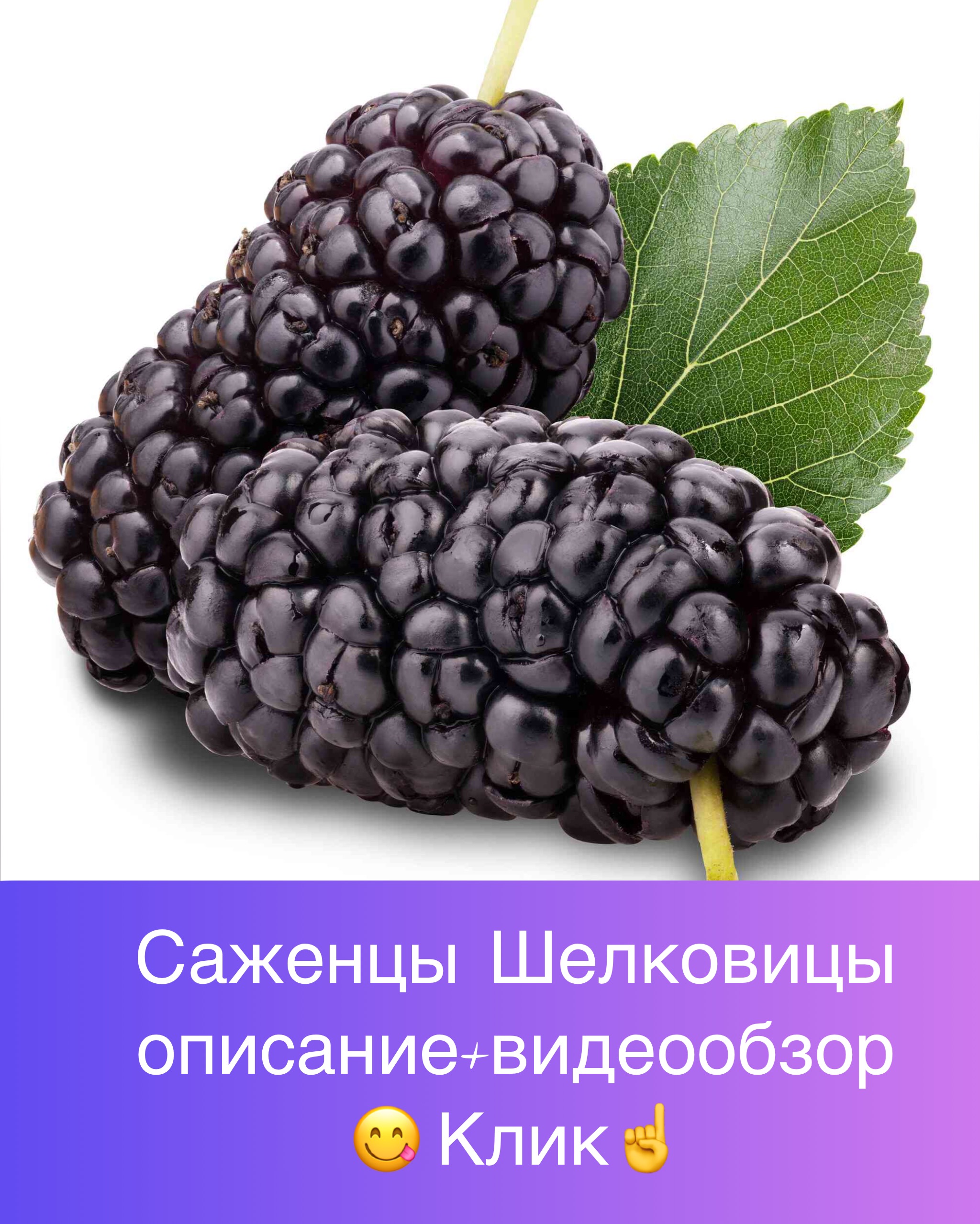 питомник зеленая жизнь во владимире. Смотреть фото питомник зеленая жизнь во владимире. Смотреть картинку питомник зеленая жизнь во владимире. Картинка про питомник зеленая жизнь во владимире. Фото питомник зеленая жизнь во владимире