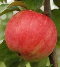 фото яблони сорта УСЛАДА