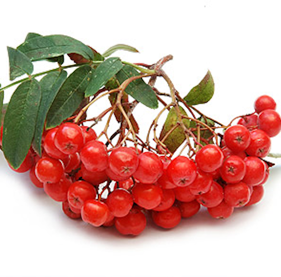 ���� �����������